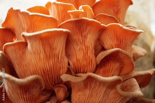 close up of pink oyster mushroom (Pleurotus djamor) detail