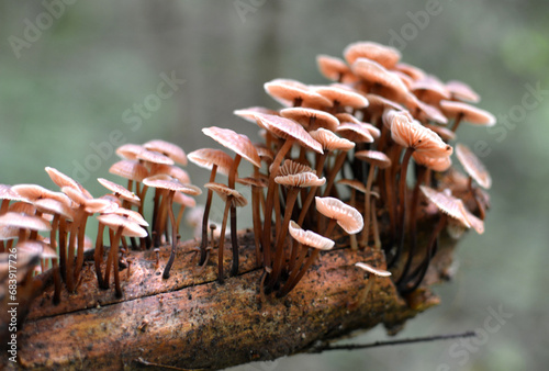 Mycena mushrooms grow in the forest