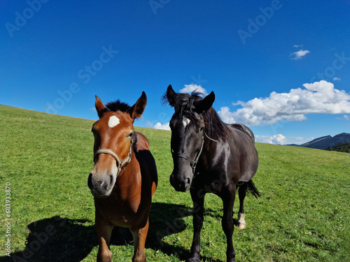 black horse mother and brown stallion grazing in a mountain meadow