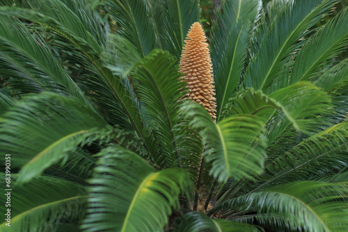 Leaves of Cycas. Flower of cycad large pollen above an cycad sago palm. Cycas revoluta male cycad plant blooms. Green palm leaves