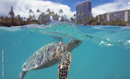 Snorkeling with Wild Hawaiian Green Sea Turtles near Waikiki 