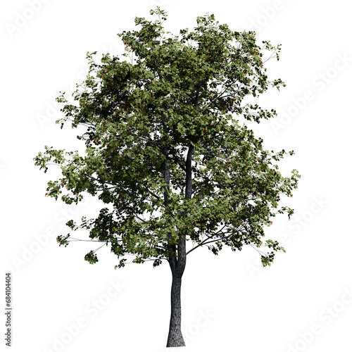 Mature Black Alder tree with flowers Front View