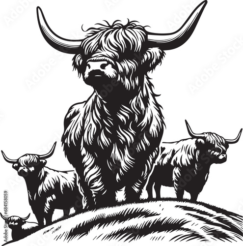 Highland cattle vector illustration