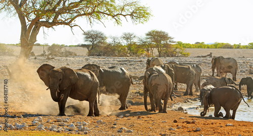 Herd of elephants dusting themselved after coming out from a waterhole - dirt and dust is flying about.