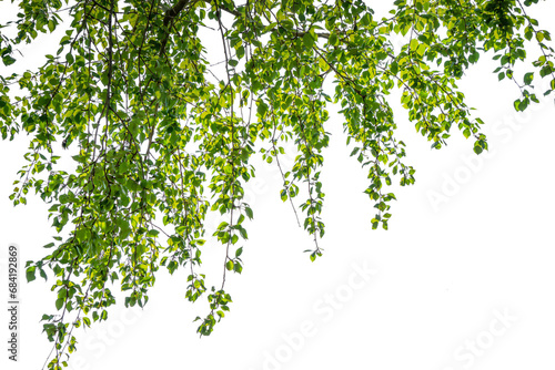 tree branch with green lush foliage in sunshine isolated on transparent background, natural texture overlay decoration of natural leaves