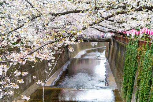 Sakura Tree in Cherry Blossom season at Meguro River, Tokyo , Japan