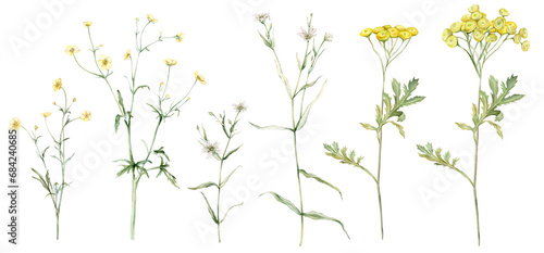 Set of meadow botanical flowers. Watercolor clipart hand drawn painting illustration isolated on white background. Yellow field flowers common tansy and buttercup, rapunzel. White stellaria holostea.