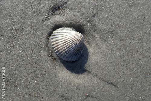 Eine Herzmuschel (Candiidae) liegt am Strand der holländischen Nordseeinsel Schiermonnikoog. 