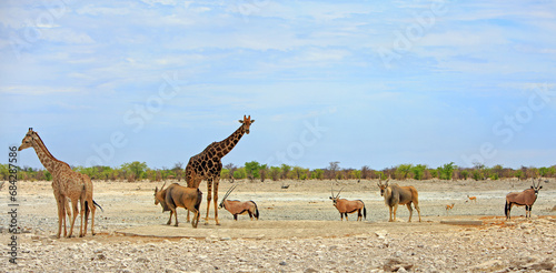 Giraffe, Eland and Gemsbok Oryx at a waterhole in the western sector of Etosha National park