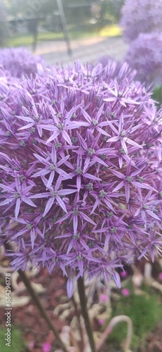 purple flower no. 2