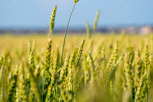 Wheat, wheat field during early summer in the Canadian countryside. Agriculture wheat close up. View of the wheat farm. Food concept. Shallow field of view.
