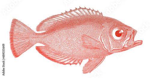 Glasseyes heteropriacanthus cruentatus, red aquarium fish in side view