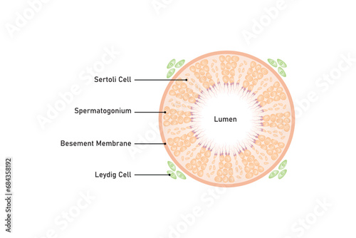 Seminiferous Tubule Scientific Design. Vector Illustration.