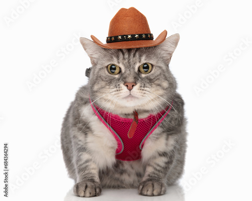 cute little tabby cat with pink harness and sheriff hat looking forward