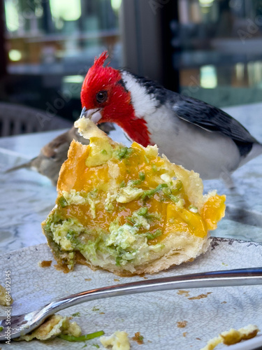 Red crested cardinal, that darn red headed bird, stealing breakfast