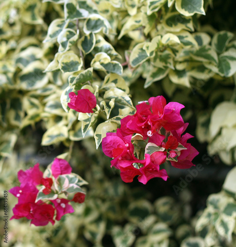 Bougainvillea variety "Raspberry Ice" convinces with white-green patterned leaves and magenta flowers