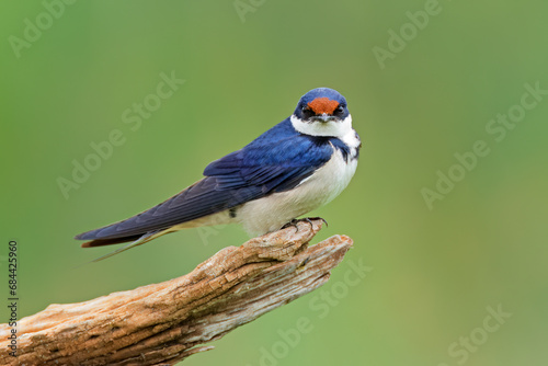 White-throated swallow (Hirundo albigularis) perched on a branch, South Africa.