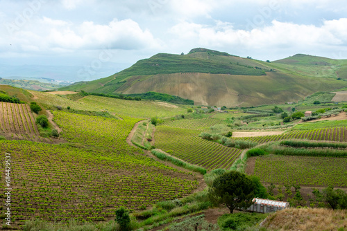 Catarratto Grapes Vineyard in Trapani Region - Sicily - Italy