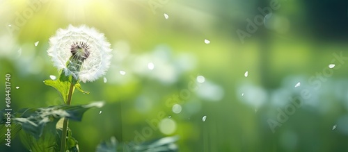 In the abstract beauty of nature, a delicate white dandelion stands tall among the green spring landscape, its fluffy seed floating gracefully in the summer breeze, captivating with its wildflower