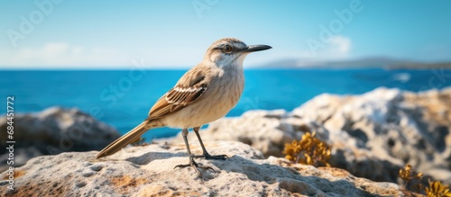 In Galapagos, a medium shot captured a tan, inquisitive nesomimus mockingbird standing on the rocky terrain, observing its surroundings with curiosity.
