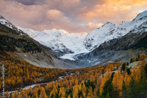 Autumn larch forest in front of Morteratsch glacier, Bernina Group with Piz Bernina, Piz Palue, Pontresina, Engadine, Canton Graubuenden, Switzerland, Europe