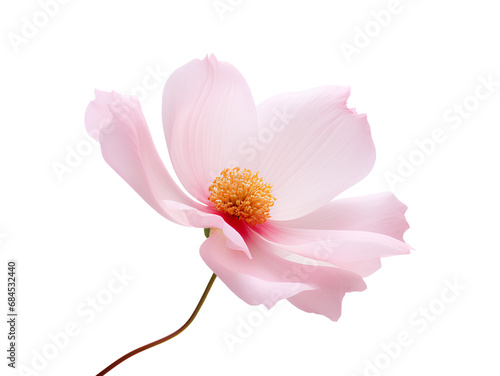 The elegance of a single pink flower isolated on a transparent background, Generative AI