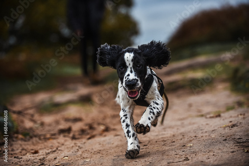 Black and white springer spaniel puppy being walked and trained in autumnal countryside on a harness and long lead