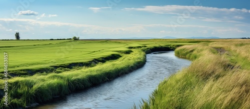 A springtime countryside field has a nearby ditch with water and salt marsh rushes copy space image