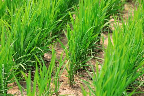 Dry direct seeding of rice seedlings in the fields, North China