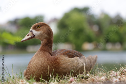 Junge Nilgans sitzt auf einer Wiese