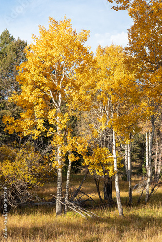 Brilliant yellow aspens in Yellowstone National Park