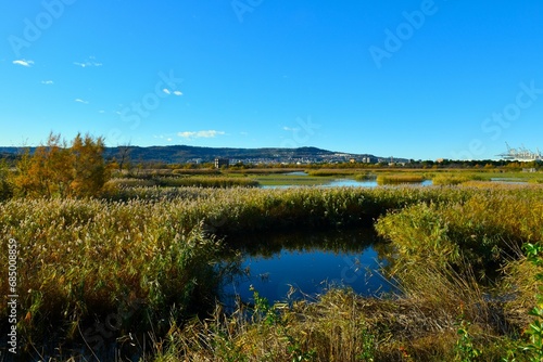 Marshland at Skocjanski zatok with reeds and Koper town in Primorska, Slovenija