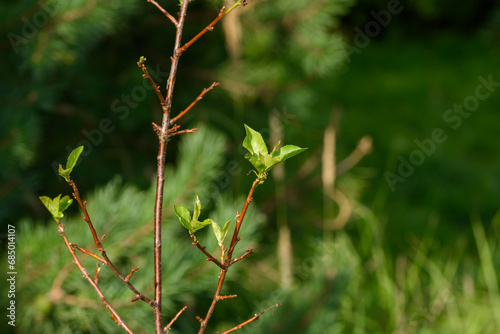 Młode gałązki krzewu w ogrodzie 
