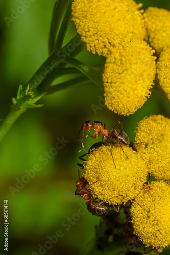 Mrówki walczące o pyłek kwiatowy 