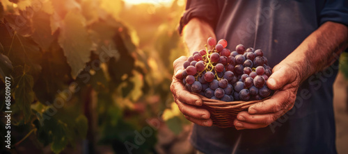 farmer's hands picking ripe grapes in a lush vineyard.