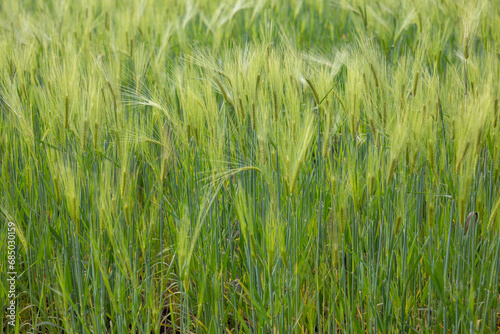 Barley field in Pardo Troje, Ecuador