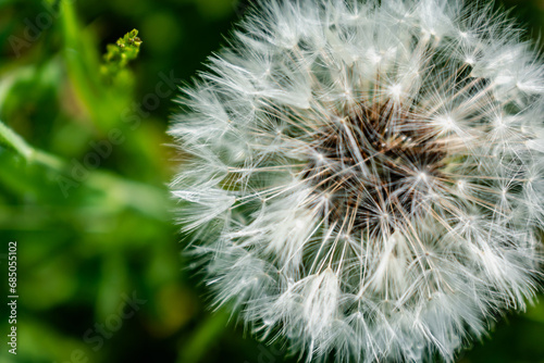 Dandelion flower with achenes, mindfulness and meditation concept, taraxacum