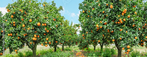 Orange trees or citrus sinensis almost covered with oranges. Great harvest in the orchard.