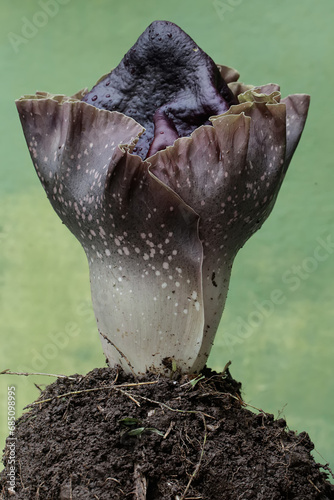 The beauty of the stink lily flower in full bloom. This plant with unpleasant-smelling flowers has the scientific name Amorphophallus paeoniifolius.