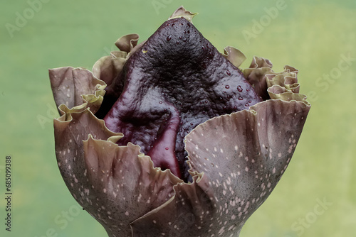 The beauty of the stink lily flower in full bloom. This plant with unpleasant-smelling flowers has the scientific name Amorphophallus paeoniifolius.