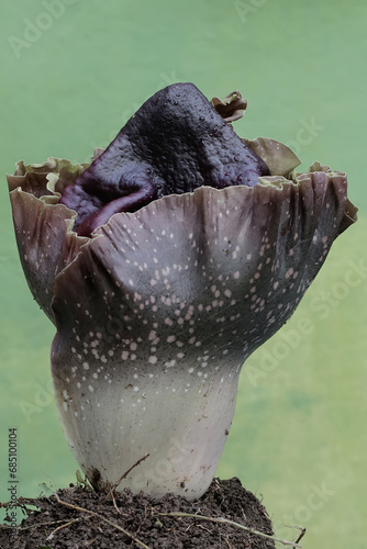 The beauty of the stink lily flower in full bloom. This plant with unpleasant-smelling flowers has the scientific name Amorphophallus paeoniifolius.