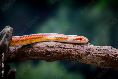 Fluorescent Orange Corn Snake (Pantherophis guttatus)