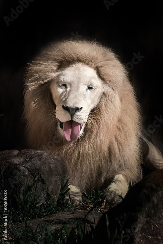 White Lion Showing Tongue (Panthera leo) - Leucistic Lion