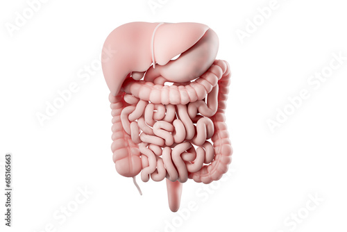 3d illustration of human digestive system isolated on white. Human food tract internal organs - liver, stomach, pancreas, intestine