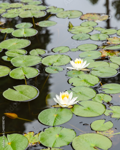 White and yellow water lilly beside lilly pads on a pond