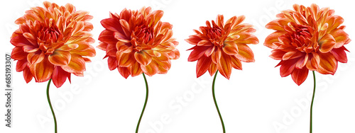 Set orange dahlias. Flowers on isolated background with clipping path. For design. Closeup. Transparent background. Nature.