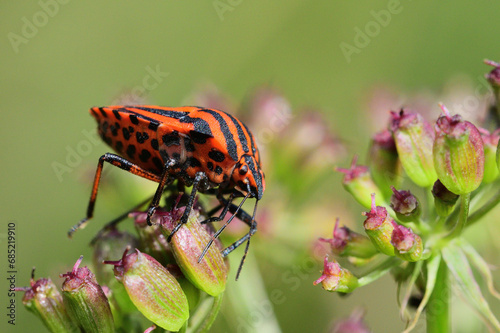 The orange stinky bug eating the nectar of the flower in the meadow