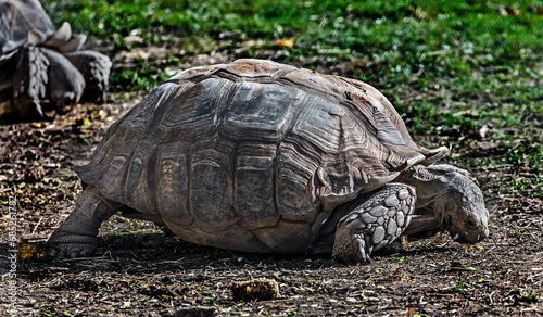 African spurred tortoise grazing on the lawn. Latin name - Geochelone sulcata 