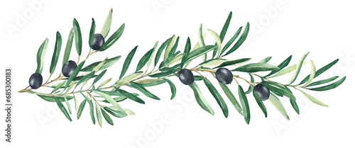 Olive branch with black olives isolated on white background. Watercolor hand drawn botanical illustration. Can be used for cards, menu and logos. For cosmetic or food packaging design