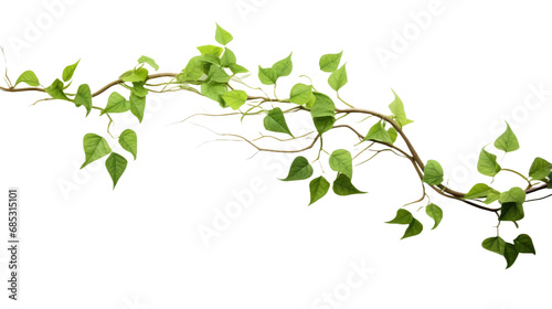 Twisted jungle vines climbing plant isolated on transparent background